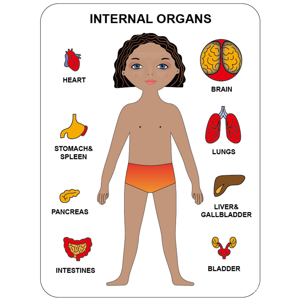 Human Organ Matching Puzzle - Woodwork Toys