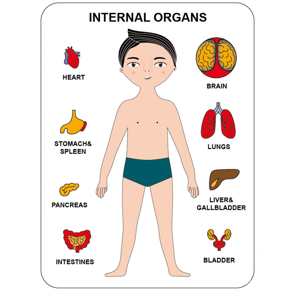 Human Organ Matching Puzzle - Woodwork Toys