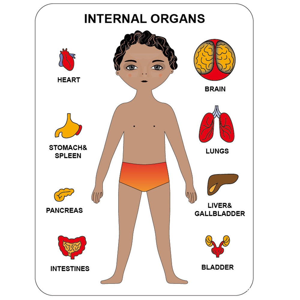 Human Organ Matching Puzzle - Woodwork Toys