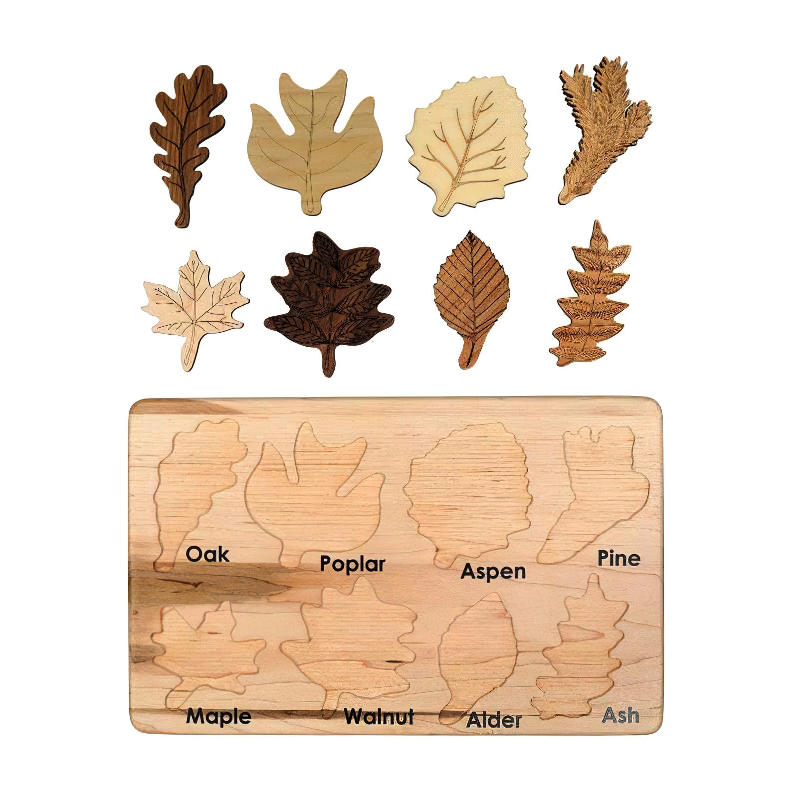 Leaf Specimen Puzzle - Woodwork Toys