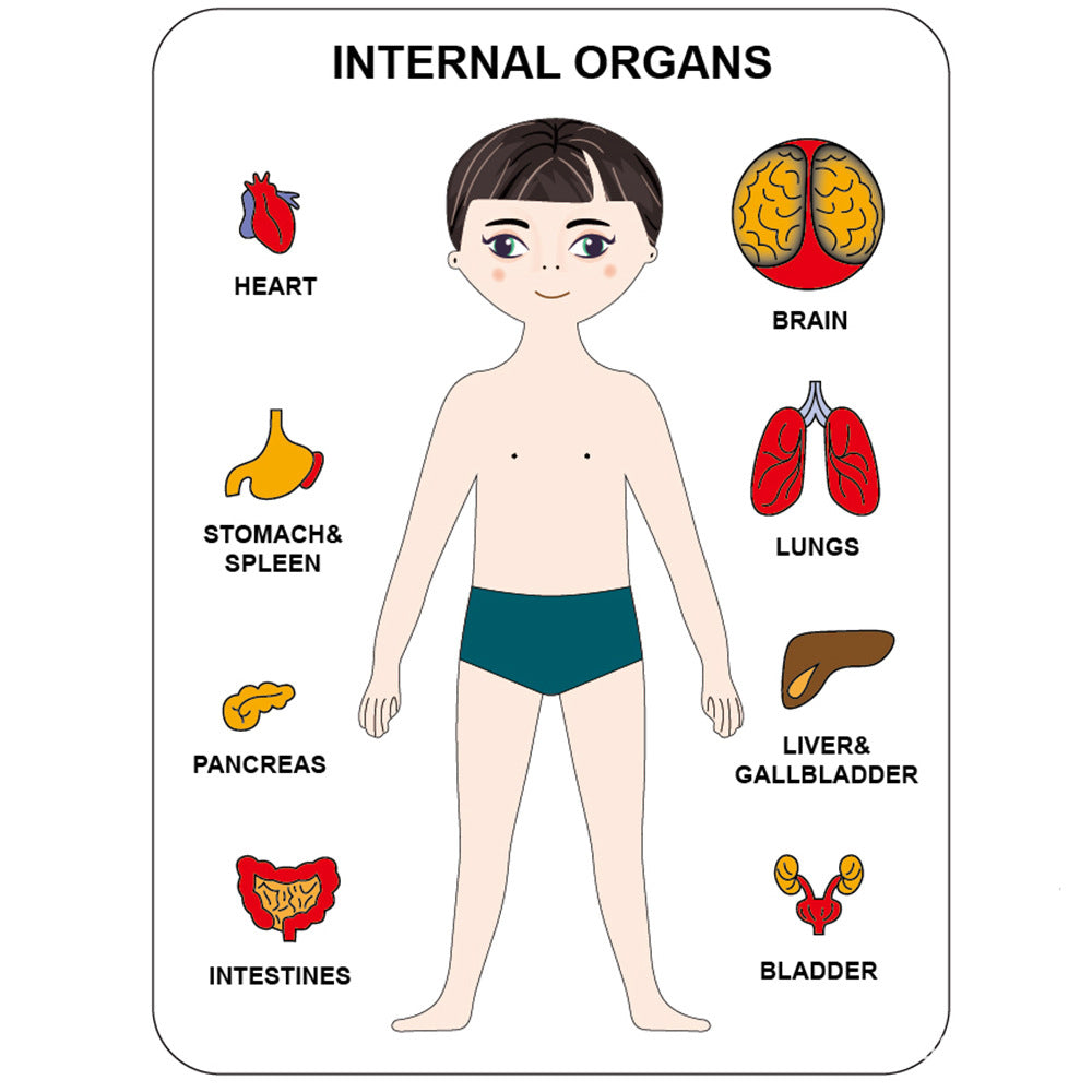 Human Organ Matching Puzzle - Woodwork Toys