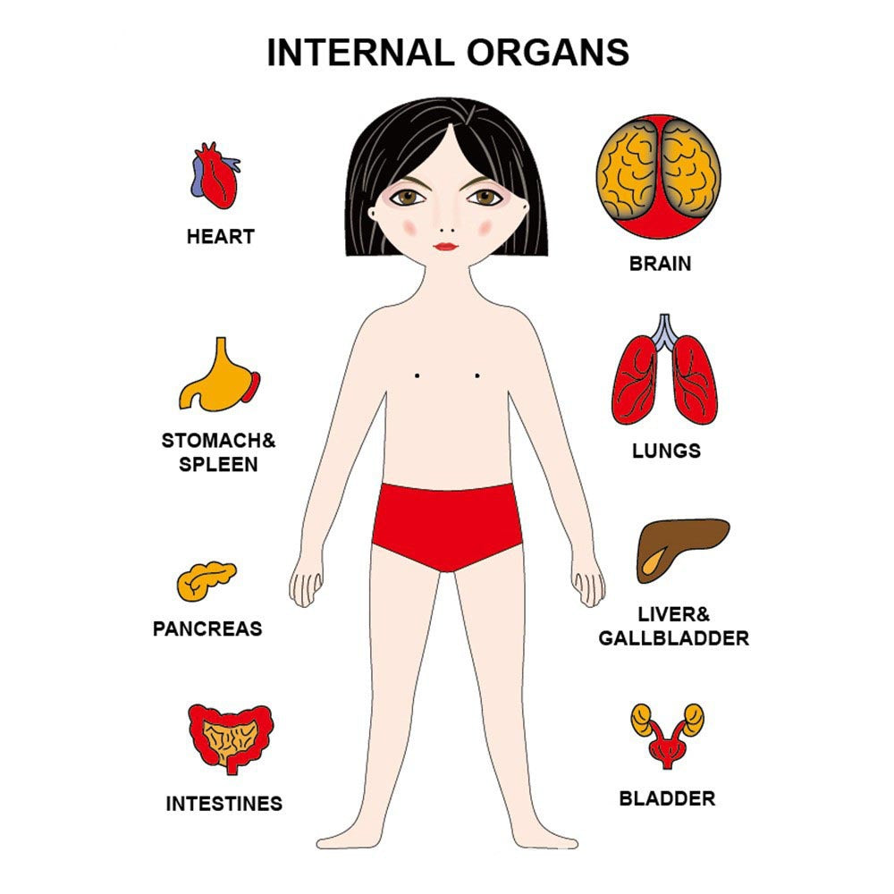 Human Organ Matching Puzzle - Woodwork Toys