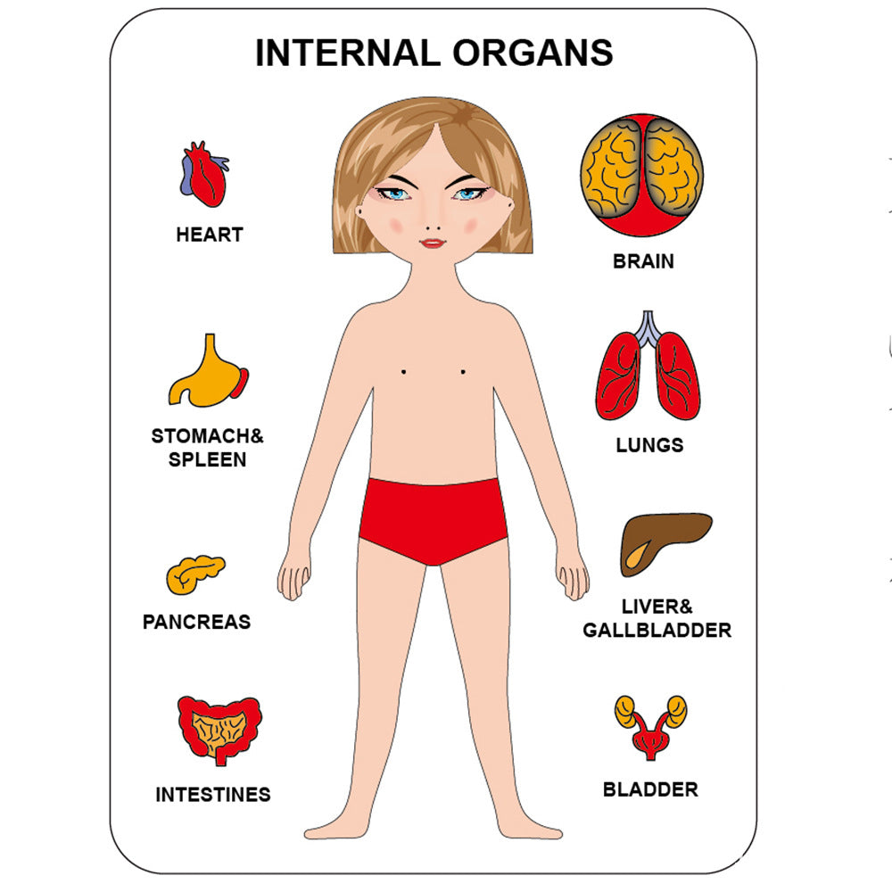 Human Organ Matching Puzzle - Woodwork Toys